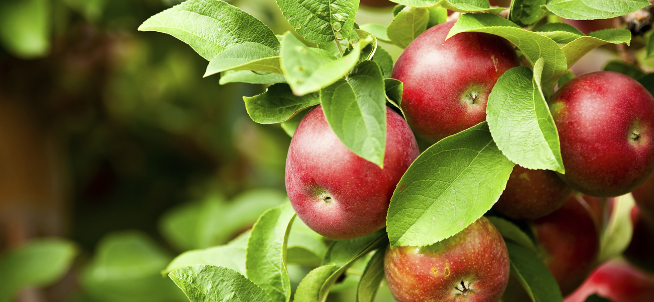 Organic Honeycrisp Apples for Sale - Buy Online – Chelan Ranch
