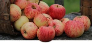 honeycrisp-apple-grower