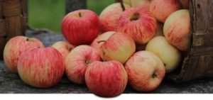 honeycrisp-apple-grower